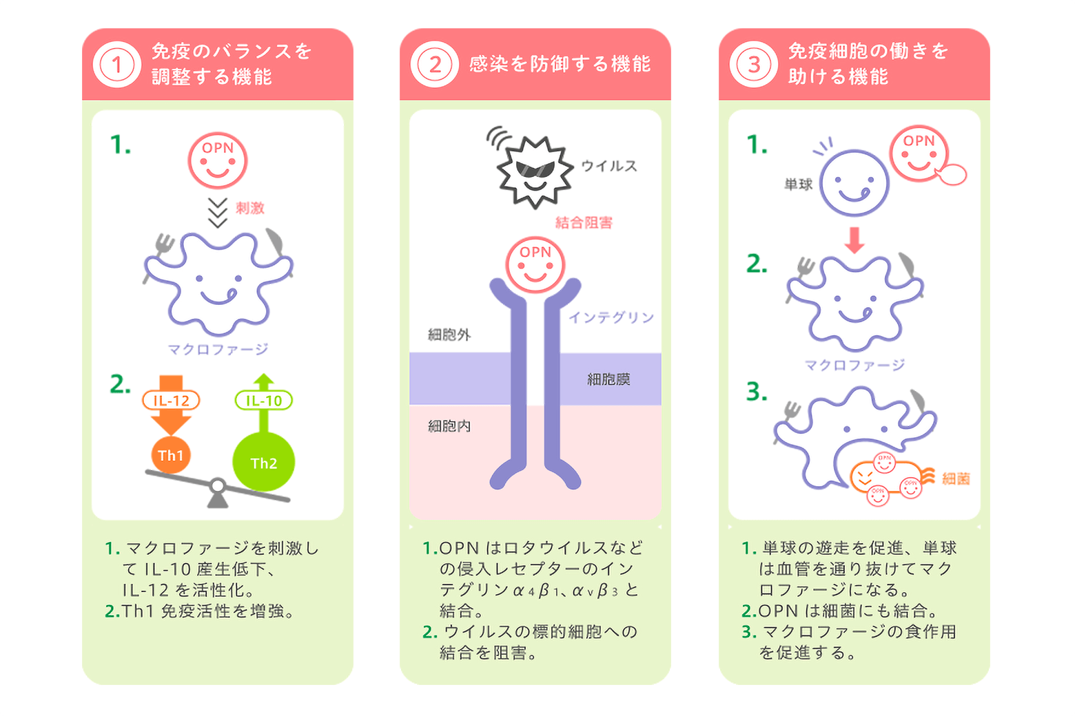 オステオポンチン(OPN)の3つの免疫機能