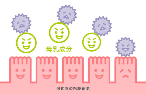 細菌やウイルスに結合して、感染を防ぐ
