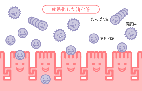 消化管の細胞を成熟化させて、バリア機能を高める