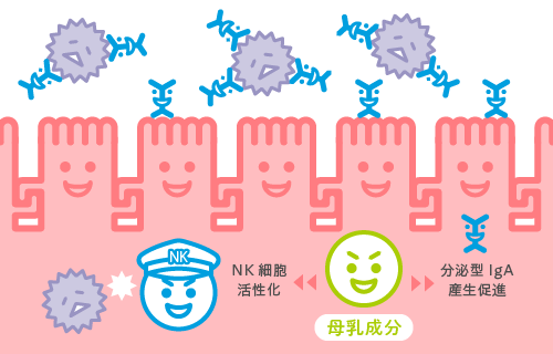 乳児自身の免疫機能を高める