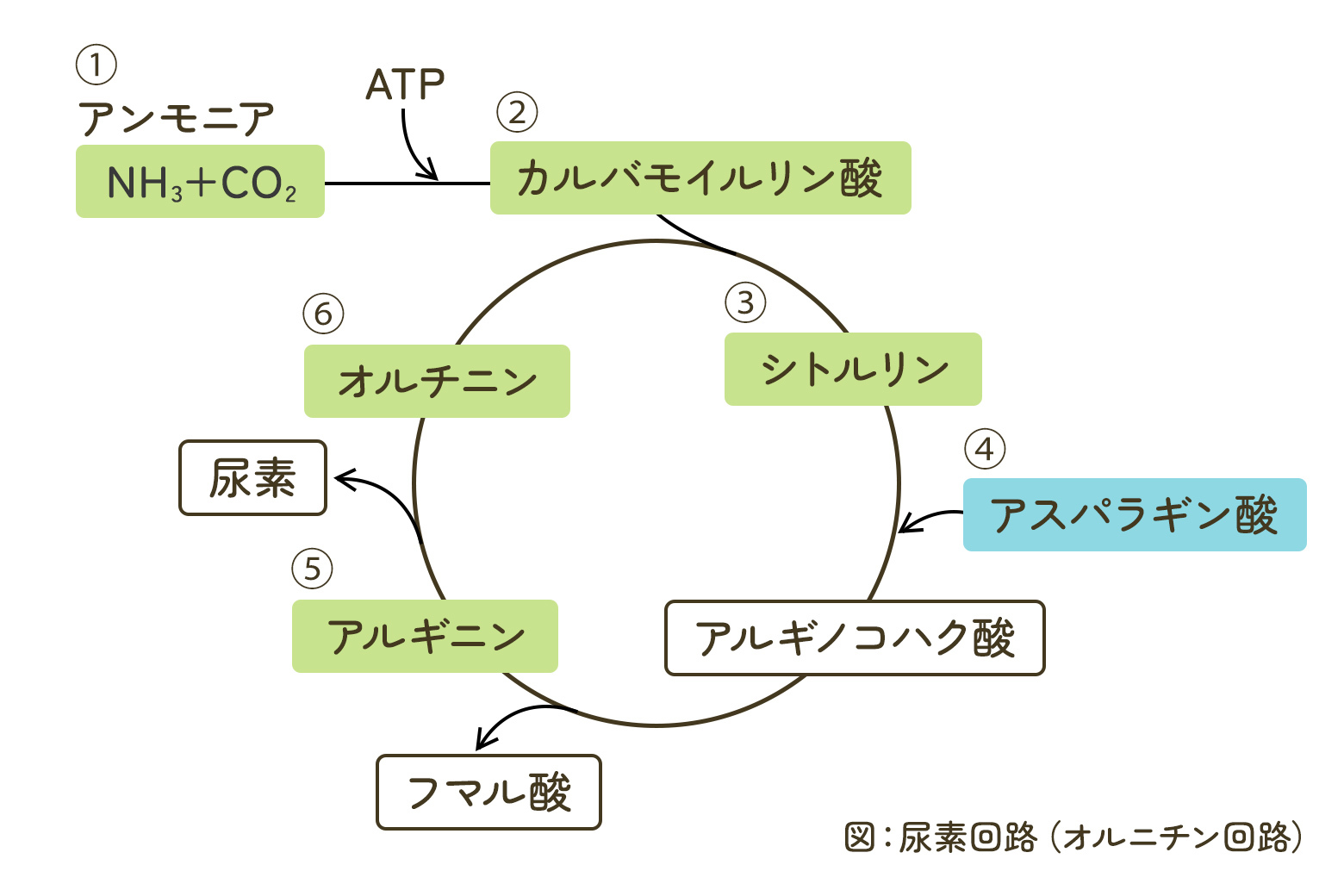 尿素回路図解