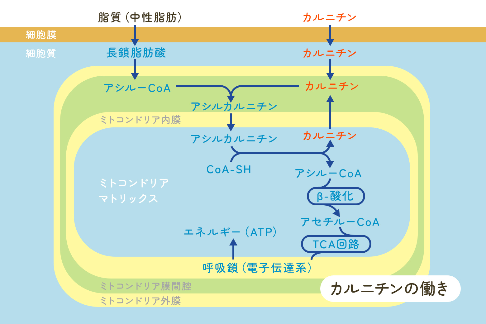 カルニチン